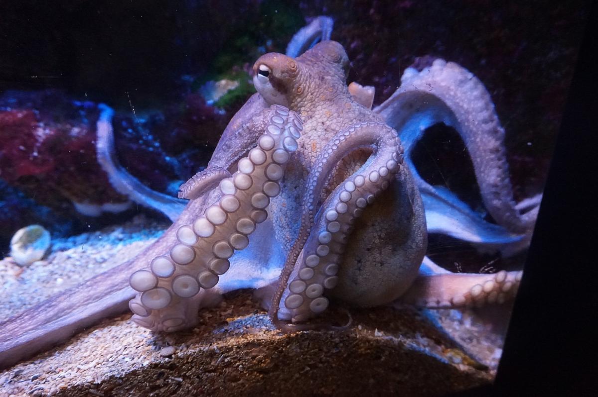 20 Amazing Octopus Facts