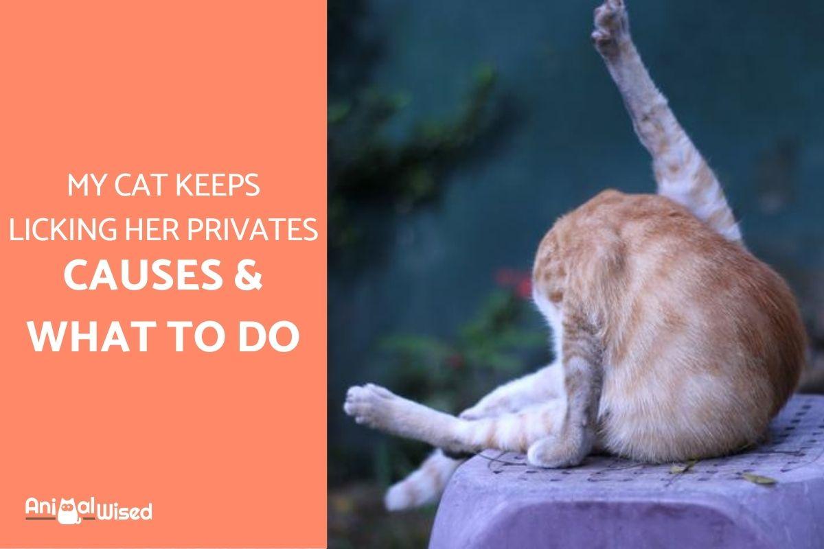 my-cat-keeps-licking-her-private-area-why-and-what-to-do