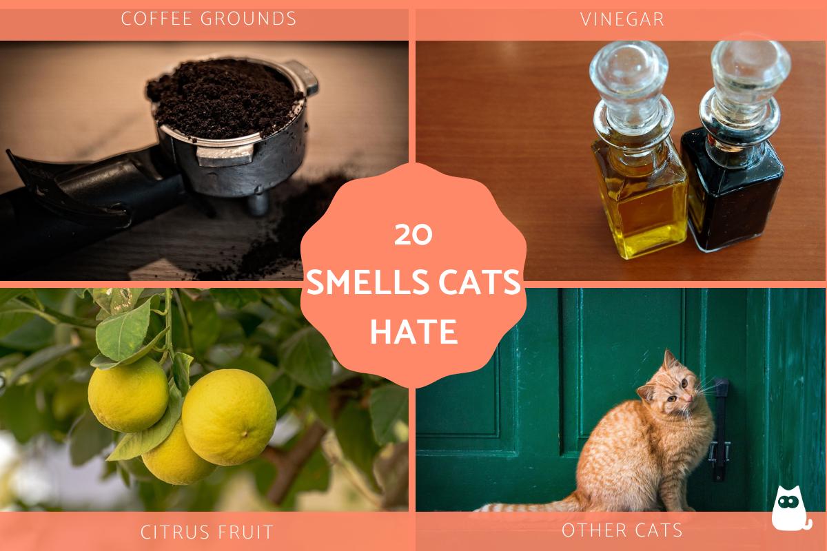 Smells That Cats Hate the Most
