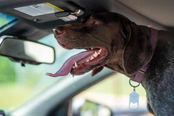 How to Protect Your Dog from Overheating: safety tips every owner should know - Why Hot Cars Are Deadly