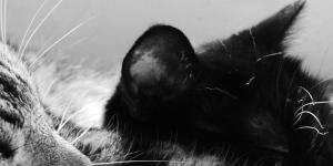 Do Cats Sleep More in the Winter? Tips to Help Cats Deal with the Cold