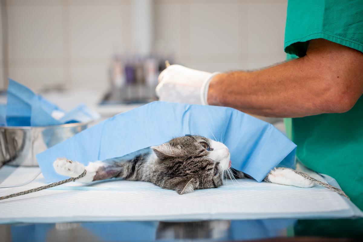 Intestinal Lymphoma in Cats