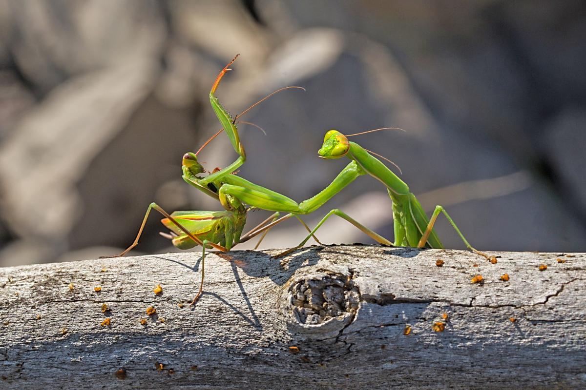 How Do Praying Mantises Reproduce?