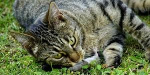 My Cat Caught a Rat - Can They Get Sick?