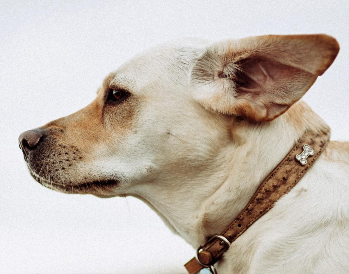 Home Remedies For Dog Ear Infection