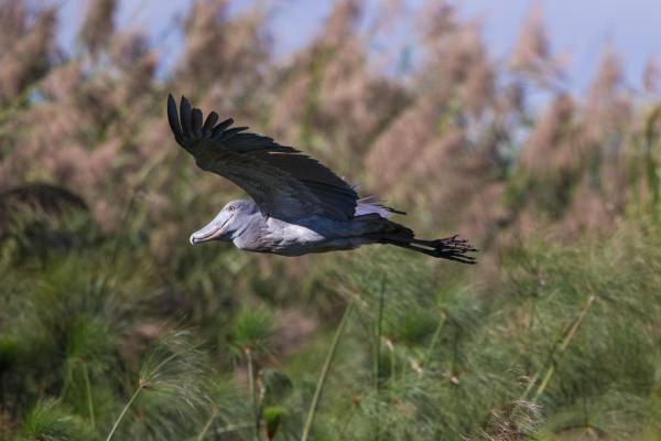 Shoebill - Physical Characteristics and Behaviors, Habitat and Diet - How does the shoebill behave?