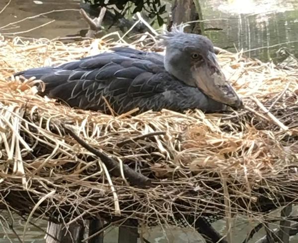 Shoebill - Physical Characteristics and Behaviors, Habitat and Diet - Reproduction of the shoebill