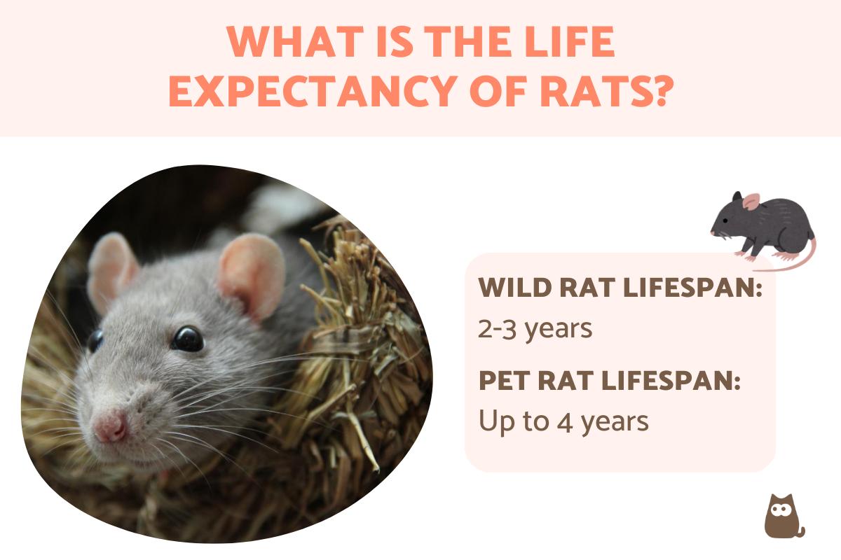 What Is the Life Expectancy of Rats? Pet and Wil Rat Lifespan
