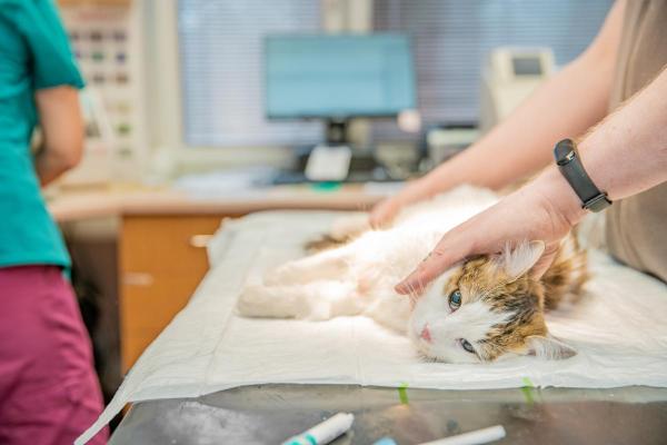 Is Cat Anesthesia Safe?