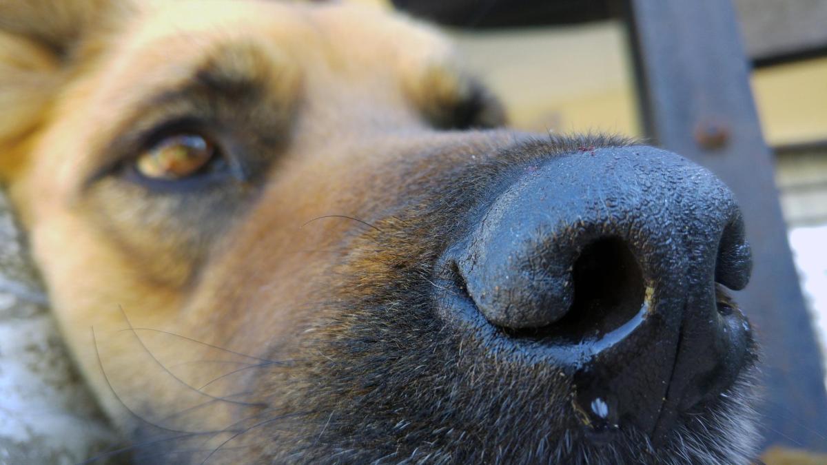 My Dog Is Breathing Heavily Through the Nose