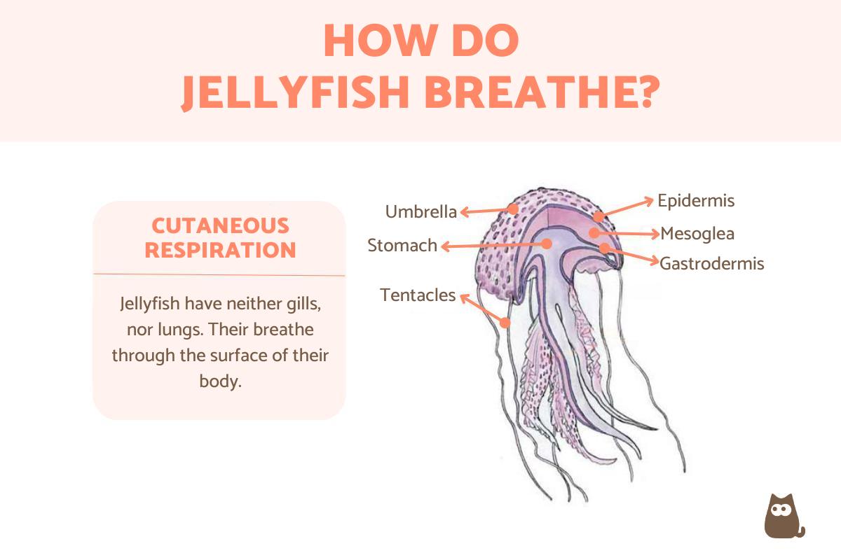 How Do Jellyfish Breathe?