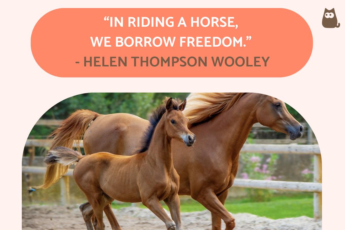 Inspirational Horse Quotes