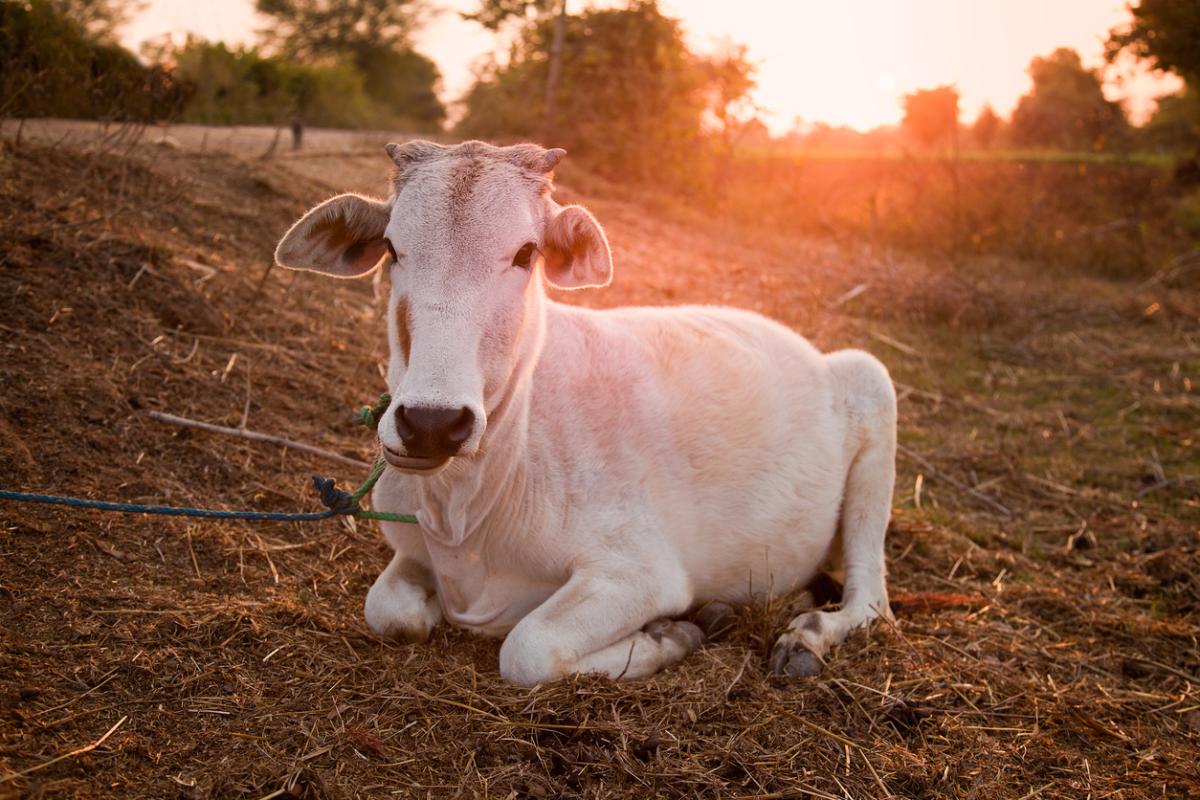 Why are Cows Sacred in India?