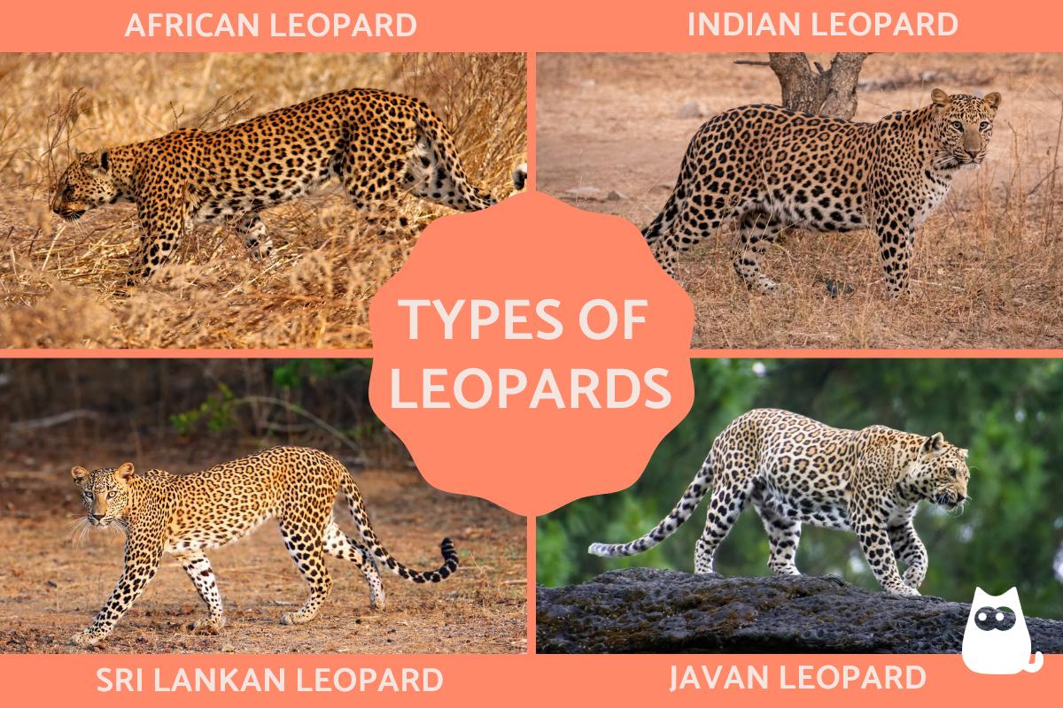 Different Types of Leopards