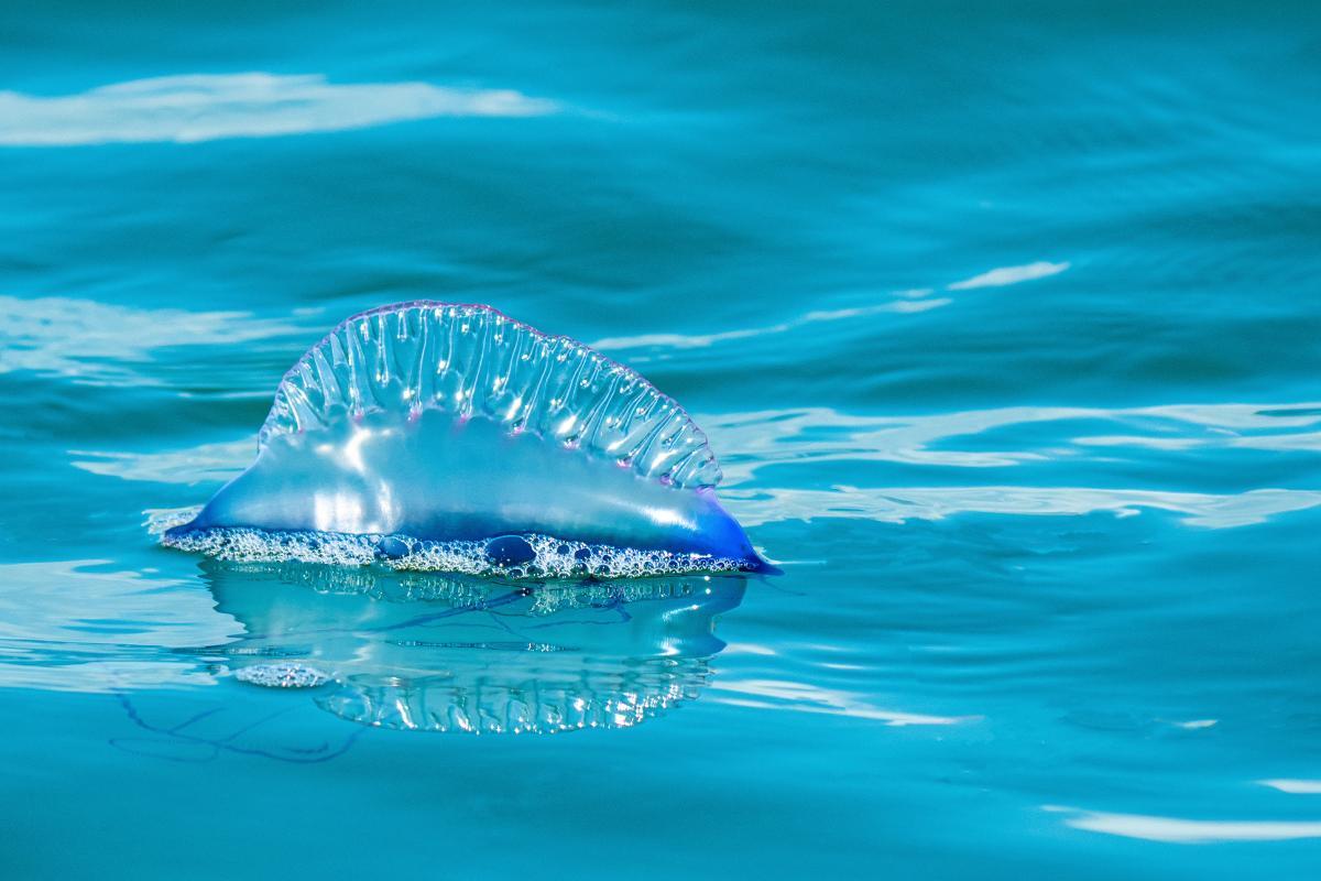 Is the Portuguese Man O’ War Found in Spain?