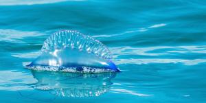 Is the Portuguese Man O’ War Found in Spain?