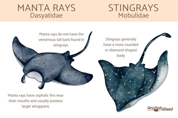 How Dangerous Are Stingrays Really? - Facts and Safety Tips