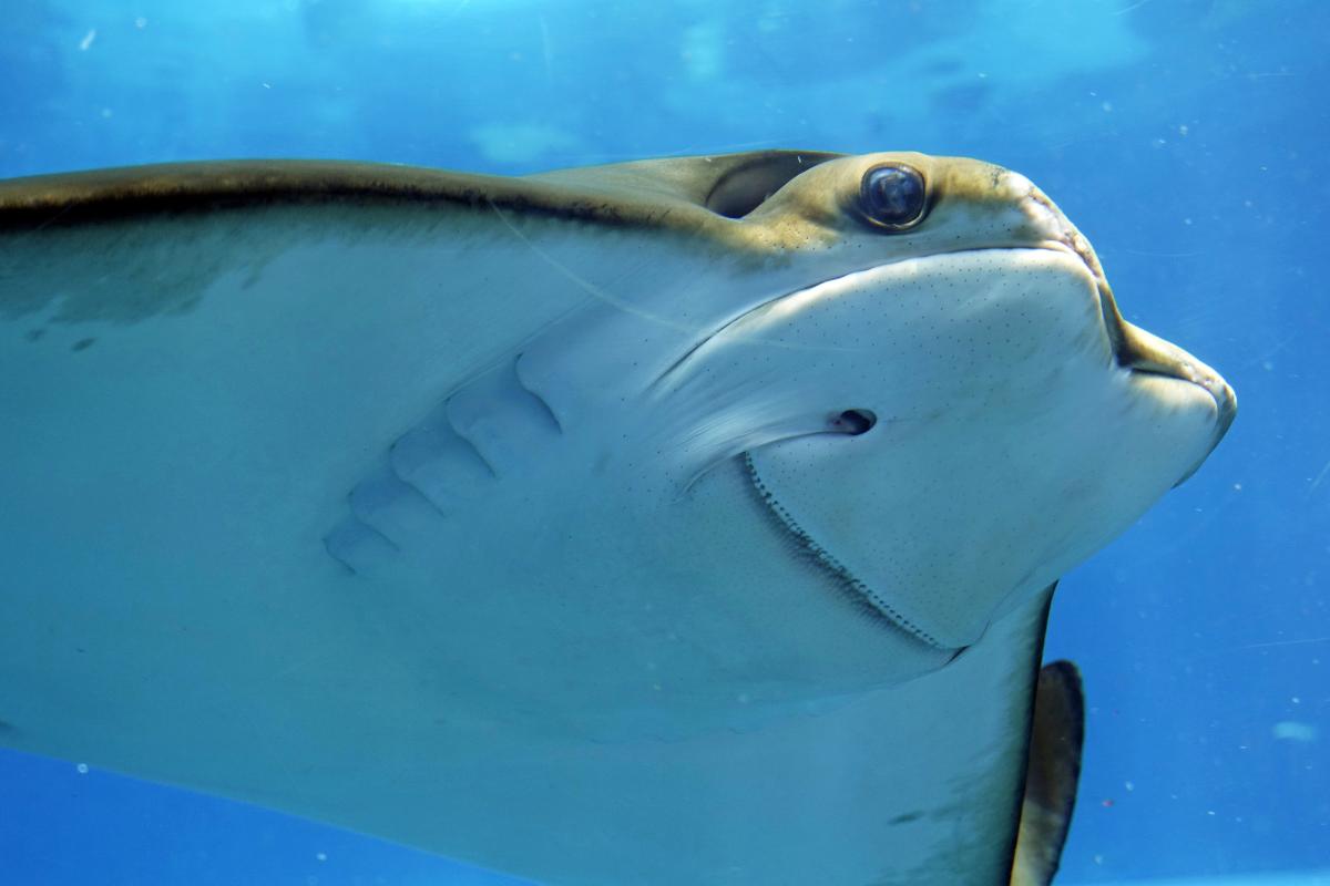How Dangerous Are Stingrays Really?