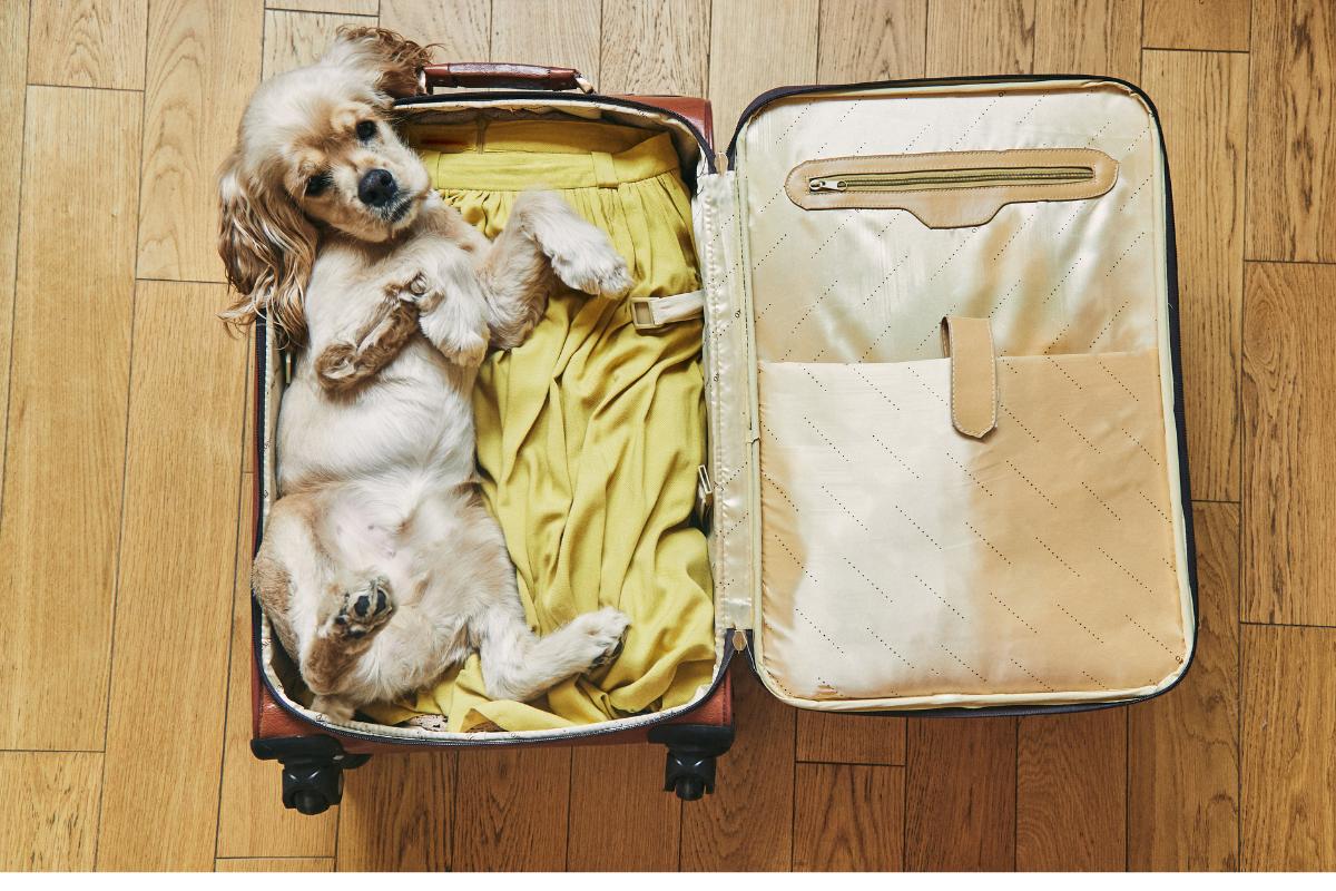 How to Travel with Dogs - Tips for a Stress-Free Trip