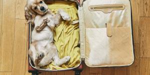 How to Travel with Dogs - Tips for a Stress-Free Trip