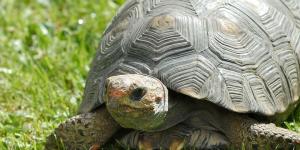 Types of Pet Tortoises Around the World