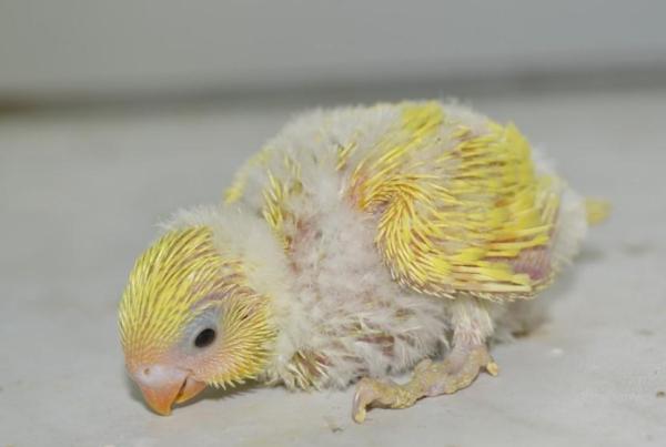 What Foods Do Parrots Eat? - Typical Parrot Diet - What do baby parrots eat?
