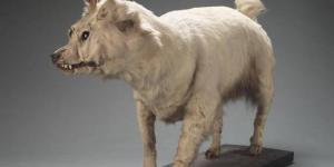 15 Breeds of Dog That No Longer Exist
