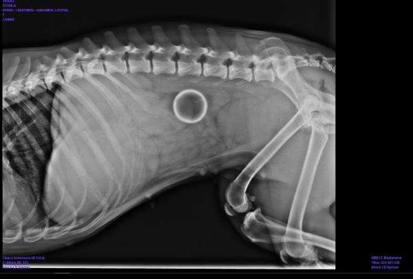 Intestinal Blockage in Dogs - Symptoms and Treatment - What is intestinal obstruction in dogs?