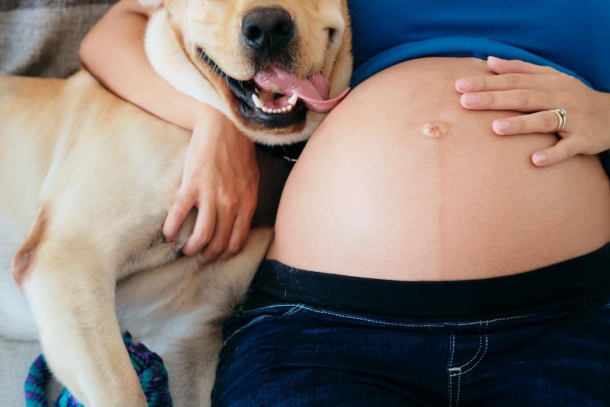 Why Doesn’t My Dog Like Me When I’m Pregnant?