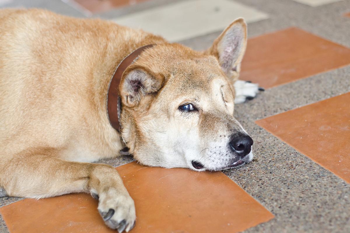 What Causes a Dog to Lose Balance?