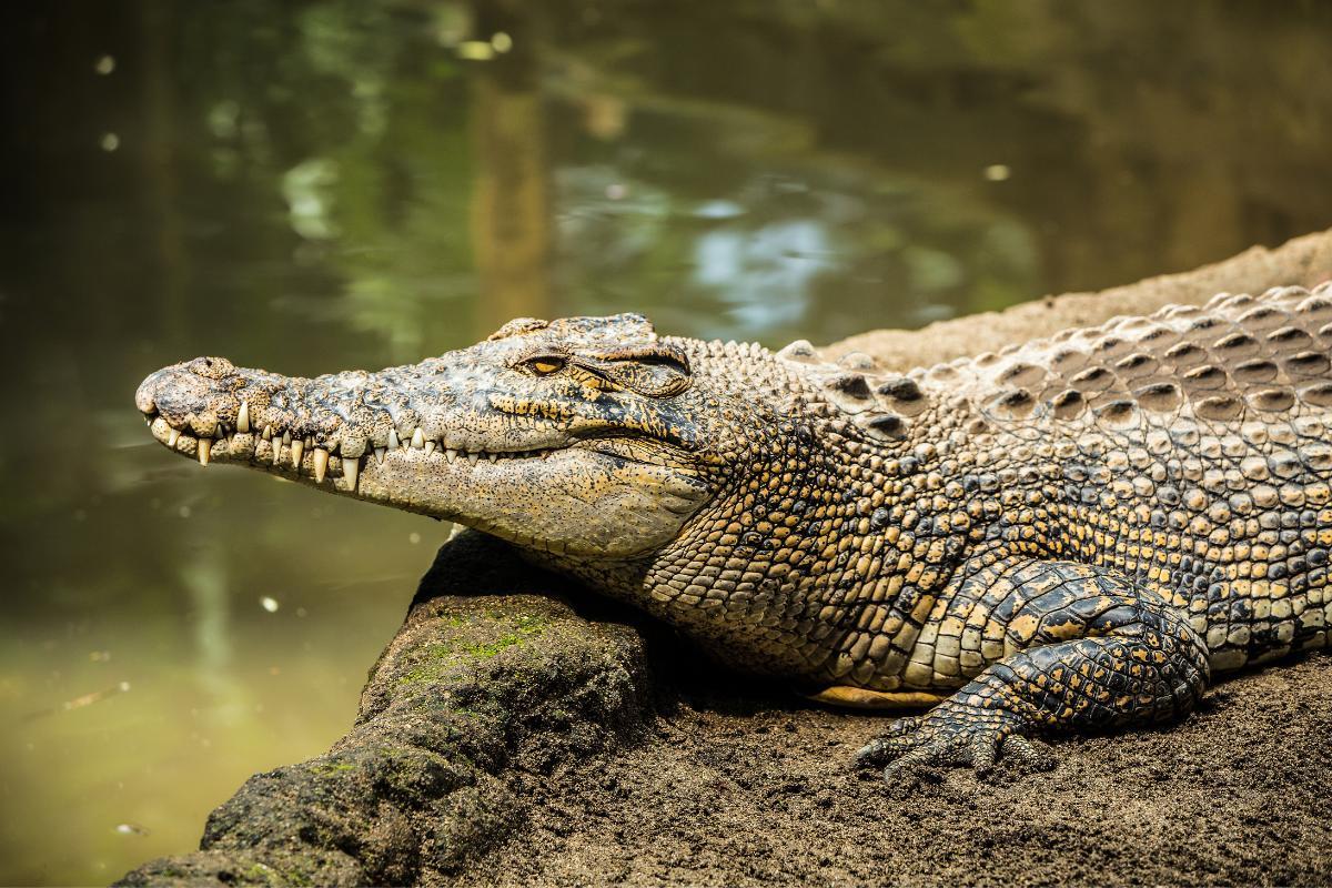 Are Crocodiles Classified as Amphibians or Reptiles?