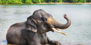 The 10 Animals In Danger Of Extinction In The World