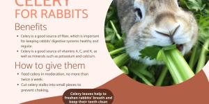 Can Rabbits Eat Celery?