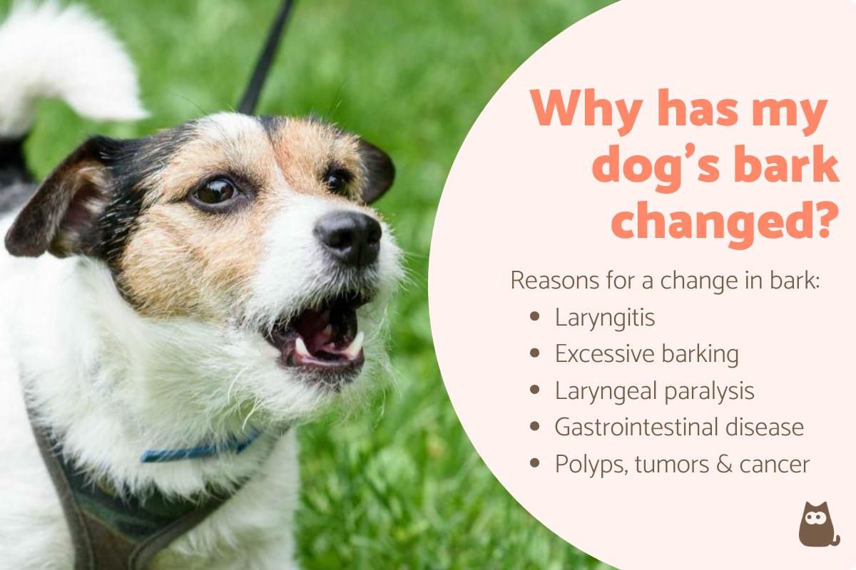 My Dog's Bark Has Changed