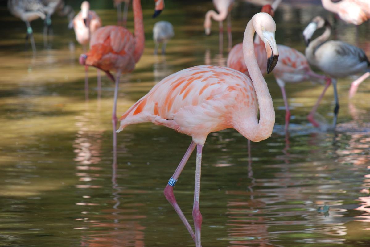 Why Do Flamingos Stand on One Foot?