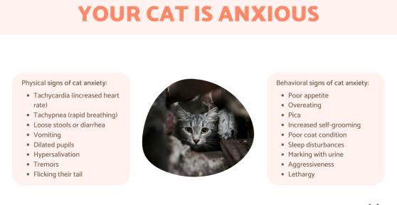 How Can You Tell if Your Cat Is Anxious?
