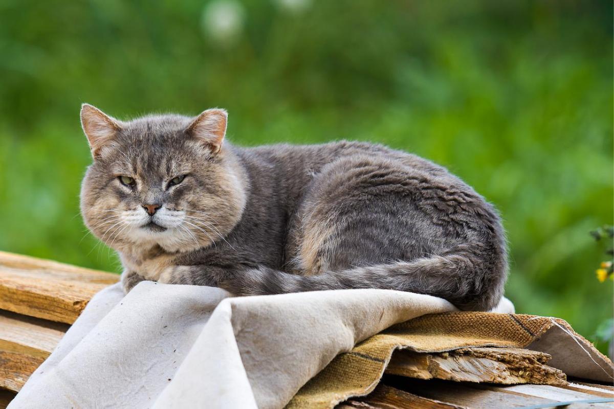 My Old Cat Has Tremors - Causes and Treatment