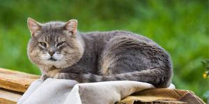 My Old Cat Has Tremors - Causes and Treatment