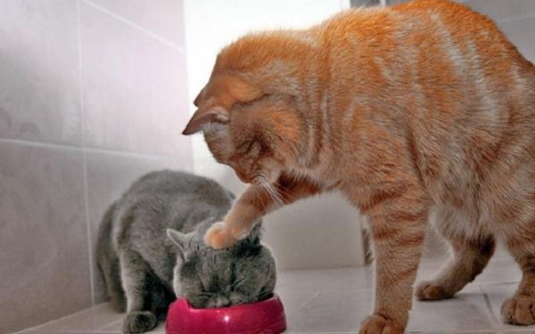 How Can You Tell if Your Cat Is Anxious? - What is anxiety in cats?