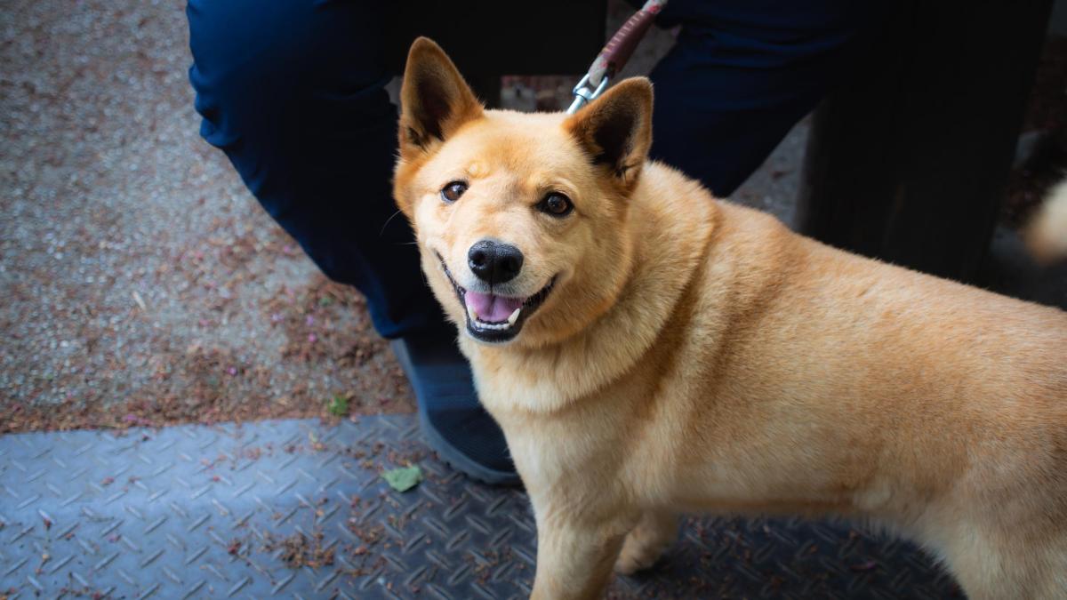 Abscess on a Dog's Gum - Causes and Treatment
