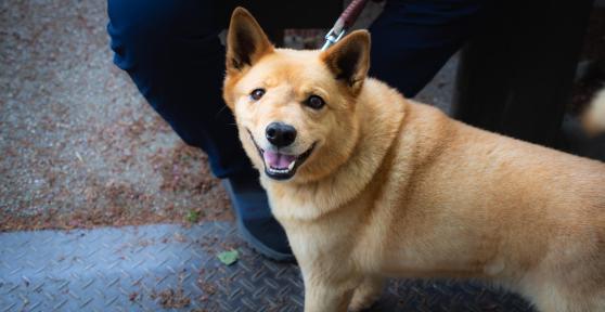 Abscess on a Dog's Gum - Causes and Treatment