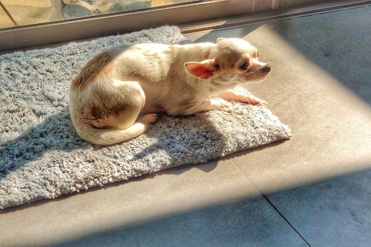 Why Won't My Dog Go Outside?
