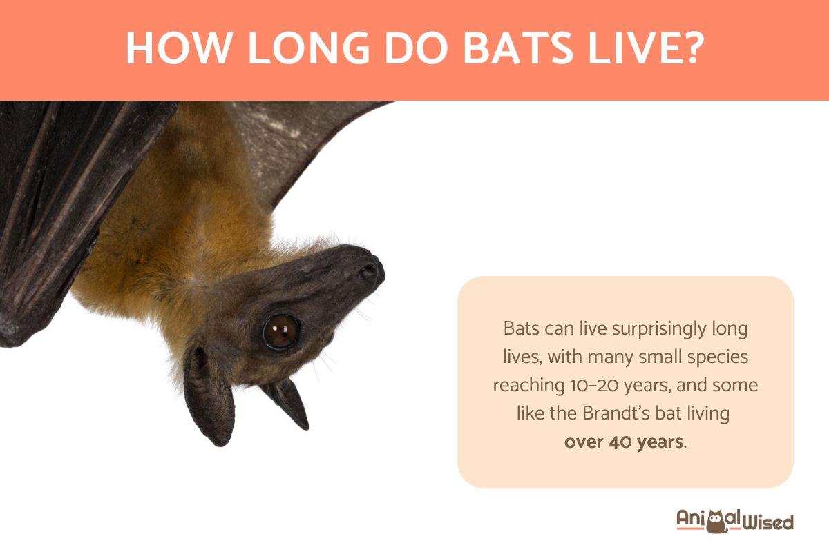 How Long Do Bats Live?