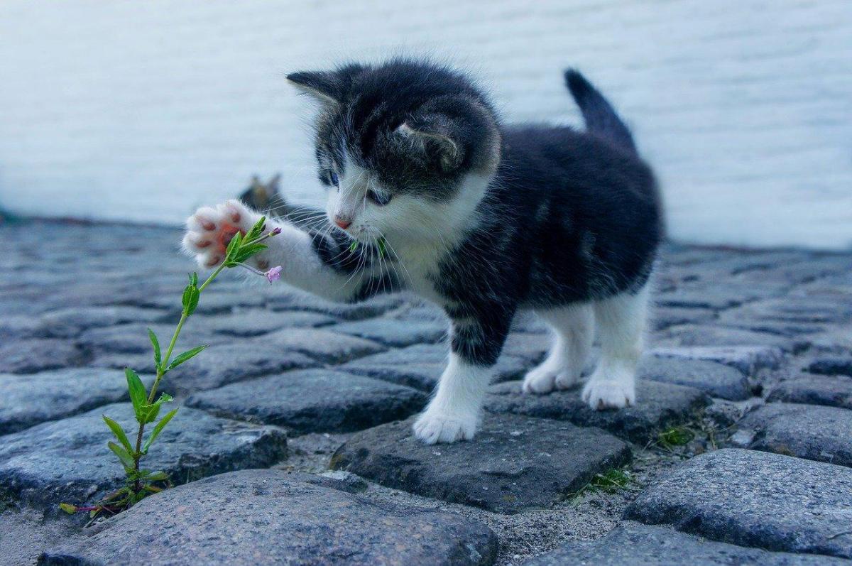 My Kitten is Not Growing