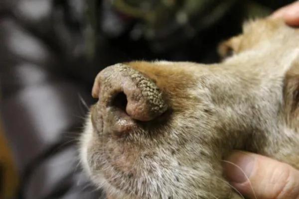 Stertor in Dogs - Causes and Treatment - Bronchial pneumonia