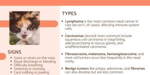 Nasal Cancer in Cats