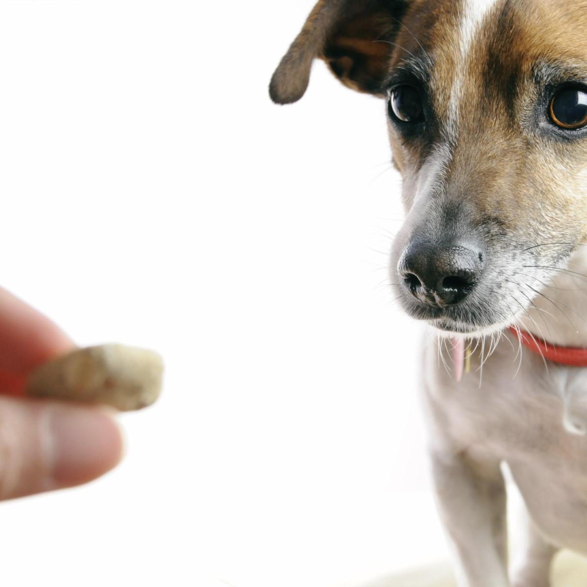 Positive Reinforcement in Dogs