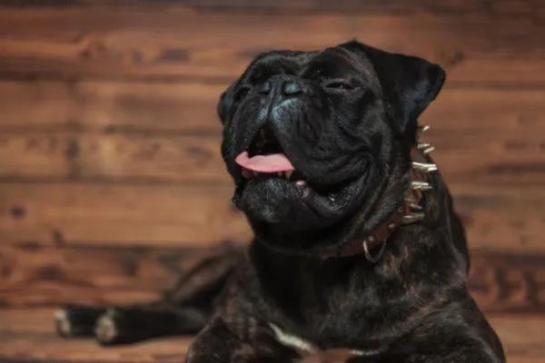 Stertor in Dogs - Causes and Treatment - Reverse sneezing