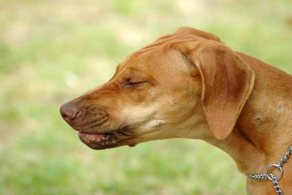 Stertor in Dogs - Causes and Treatment