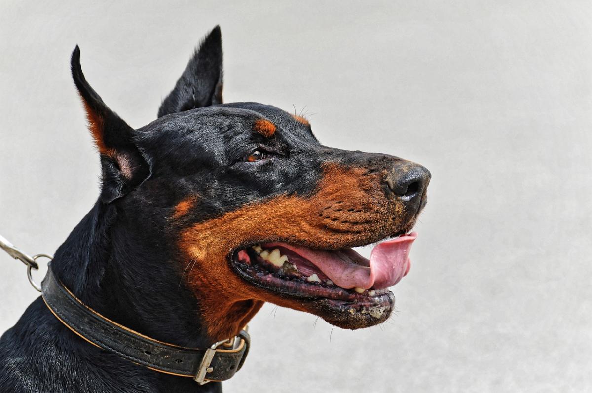 Are Dobermans Aggressive Dogs?